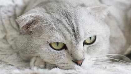 凯发APP：引领移动娱乐的新风潮