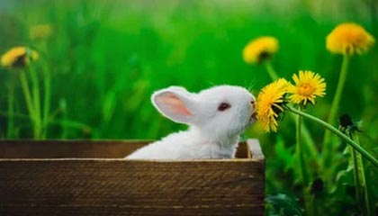 AG官网：开启数字生活新入口，打造信任与创新并行的品牌体验